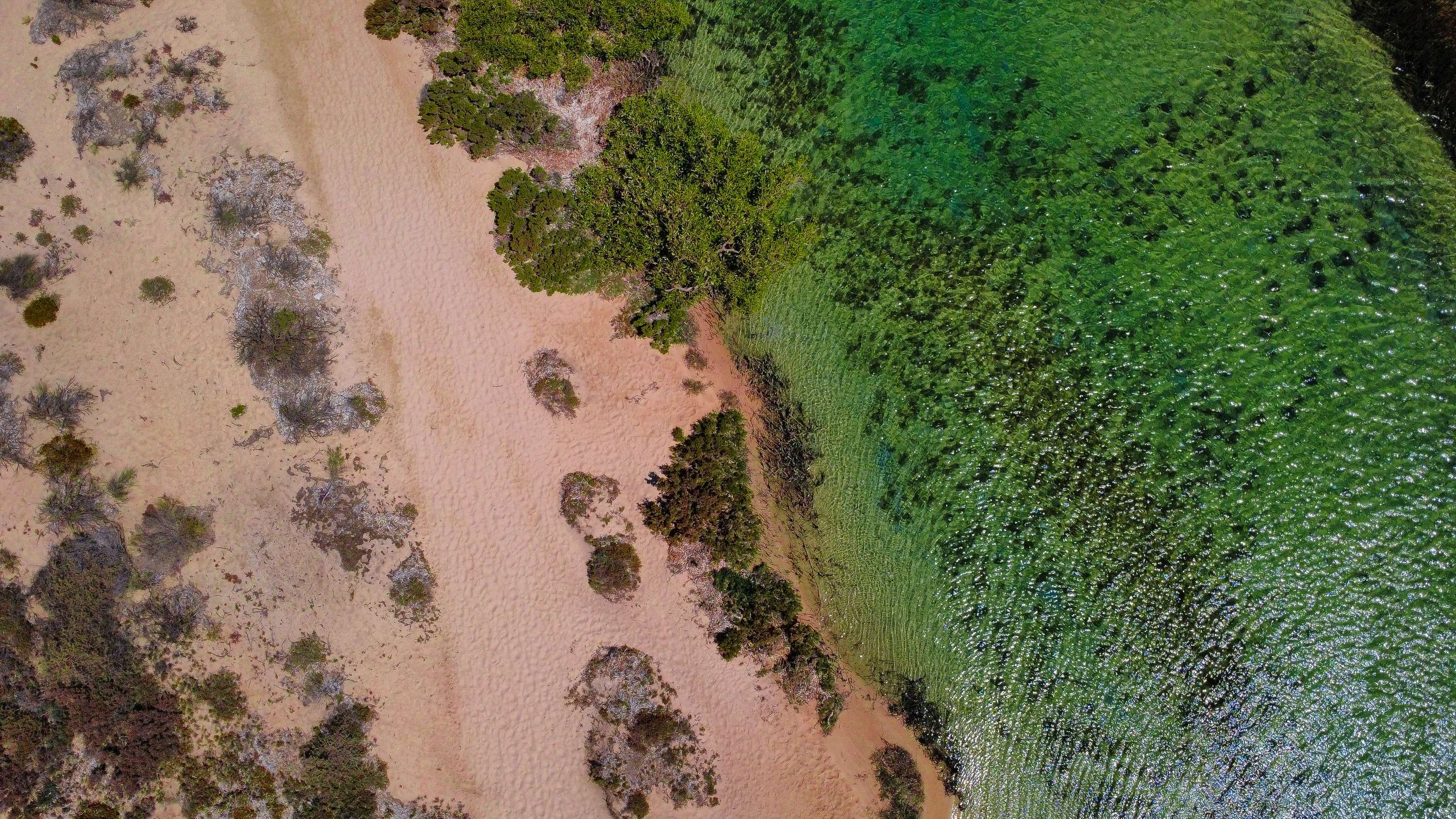 Looking straight down on a pale sand track and grey-green scrub meeting shallow green water full of dark seagrass.