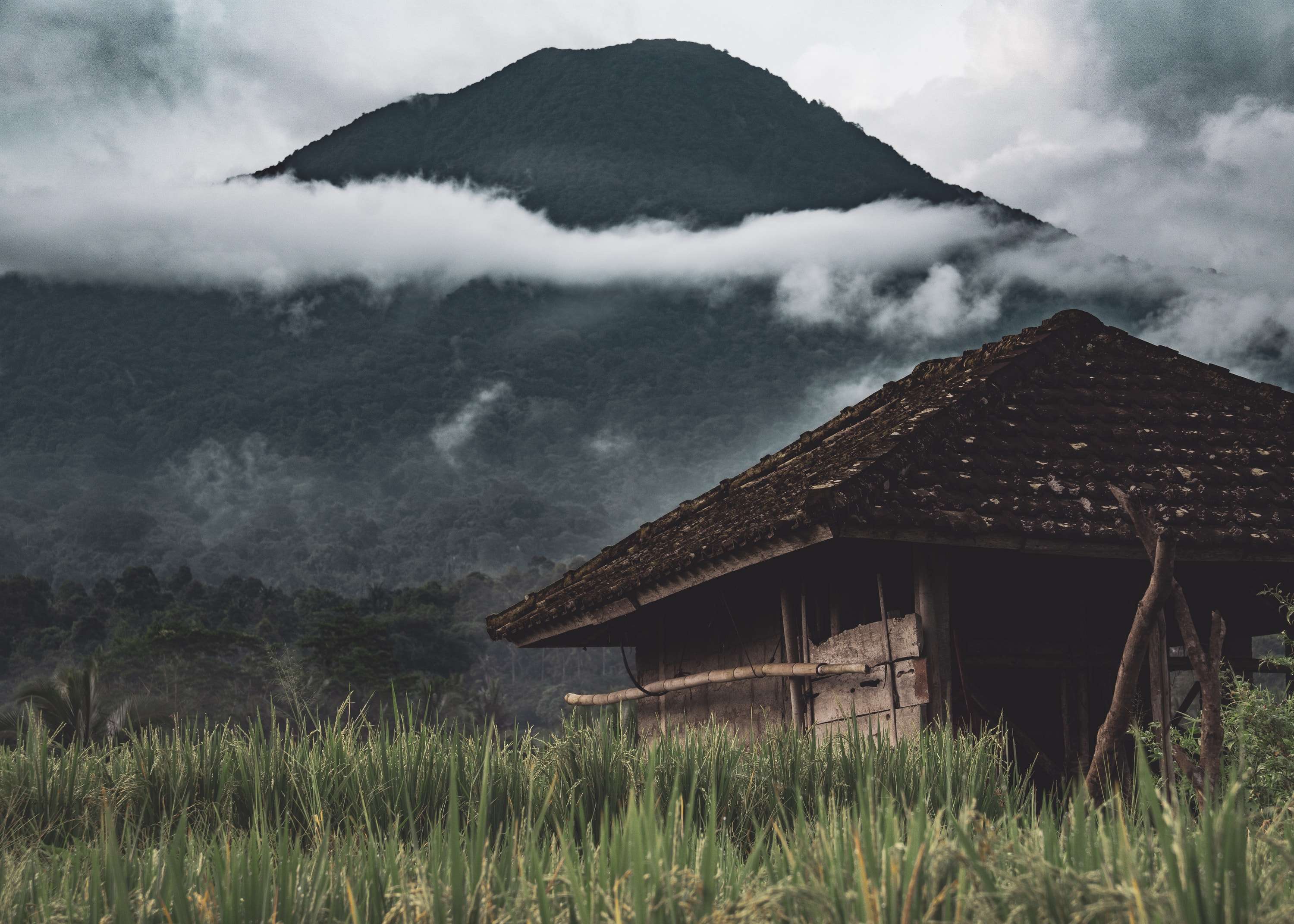 A wooden hut with a dark tiled roof stands in tall rice at the foot of a forested mountain, with a band of cloud across the slope.