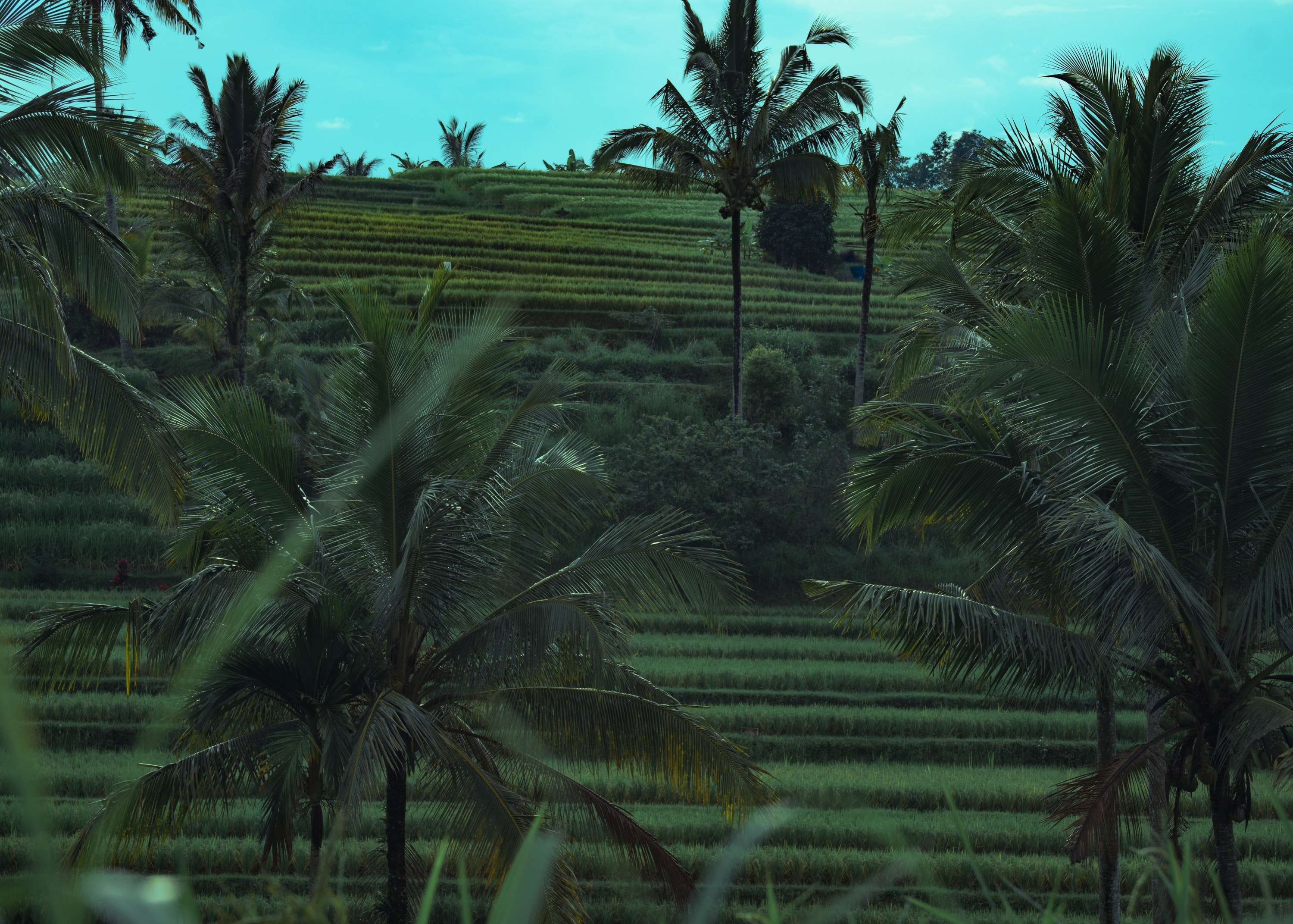 Coconut palms stand in front of narrow green rice terraces rising up a hill under a pale turquoise sky.