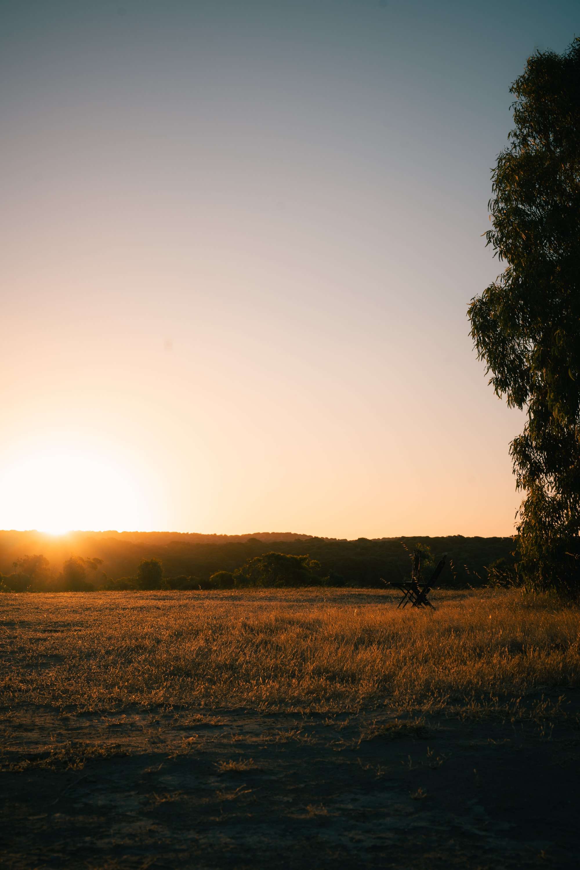 The sun sets behind a low line of trees across a field of dry golden grass, with a tall eucalyptus on the right edge.